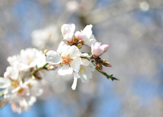 Spring Cherry blossoms, pink flowers.