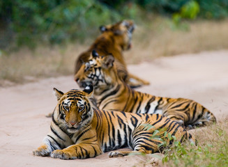 Fototapeta na wymiar Group of wild tigers on the road. India. Bandhavgarh National Park. Madhya Pradesh. An excellent illustration.