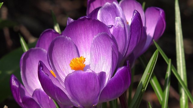 Krokusse im Fr&uuml;hling