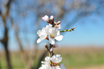 Spring Cherry blossoms, pink flowers.