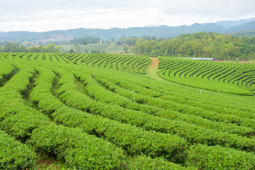 Tea Plantations