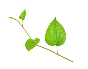 Green betel leaf isolated on white background