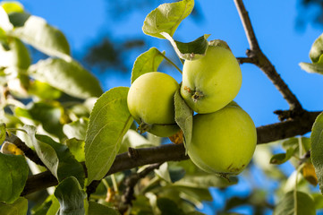 apples on a branch against the sky
