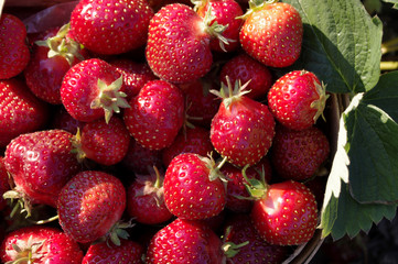basket full of fresh picked strawberries