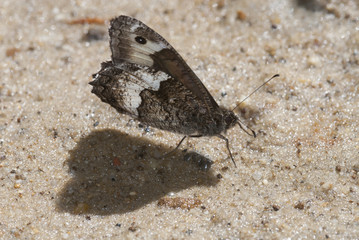 mariposa Hypparchia fagi