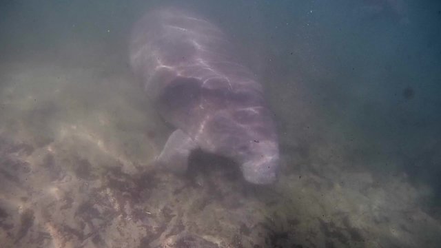 Seacow Manatee Swimming Underwater in Crystal River, Florida