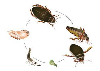 great diving beetle