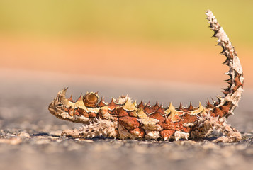 A thorny dragon or thorny devil is lies on an asphalt road. Hopefully not waiting to get drove over by a car.
