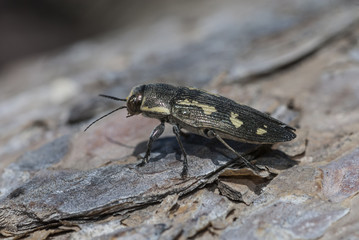 Escarabajo Brupestris novenmmaculata sexo