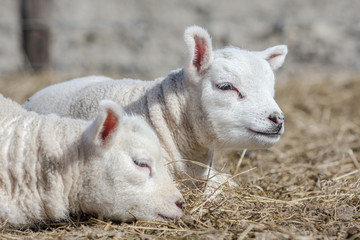 Two cute little baby lambs lay down on a clean bed of dry hay. The enjoy the warm spring sunshine. One lamb is looking to the right and the other is sleeping.