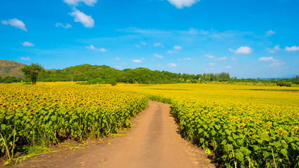 Fototapeta na wymiar field of blooming sunflowers