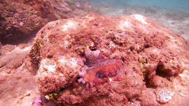 curious octopus gently gets out of his cave, and sits on the stone and pull forward tentacle touches the bottom (top view), Indian Ocean, Hikkaduwa, Sri Lanka, South Asia
