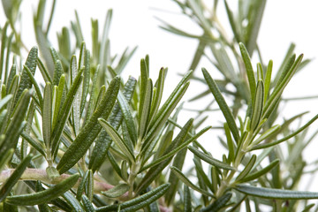 Fresh rosemary on white background