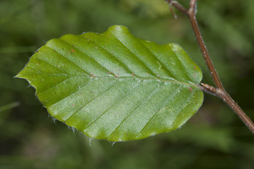 Huevos de mariposa Pieris brasicae