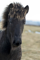 Fototapeta premium Young icelandhorse with winterfur