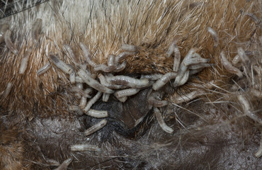 Larvas de mosca en cadáver © cehermosilla