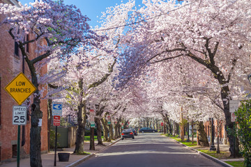 Wooster Square in New Haven