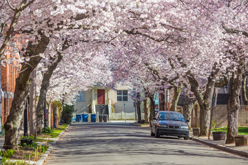 Wooster Square in New Haven