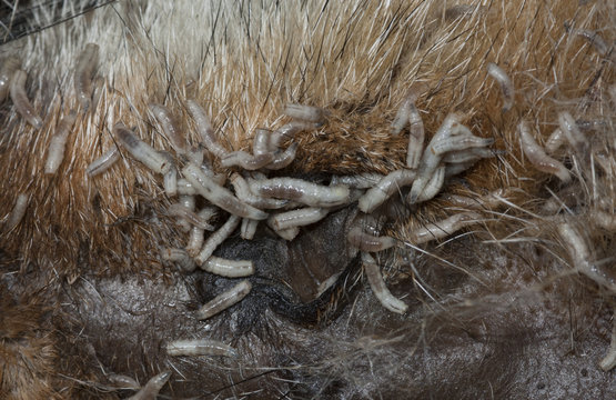 Larvas de mosca en cad&aacute;ver