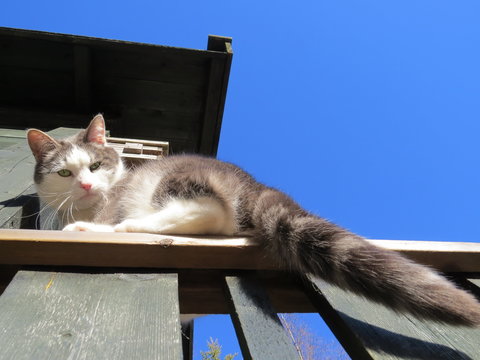 Beautiful house cat