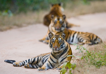Group of wild tigers on the road. India. Bandhavgarh National Park. Madhya Pradesh. An excellent illustration.