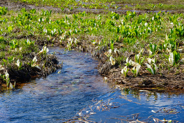 Fototapeta na wymiar White arum in Oze, Gunma, Japan