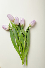pale pink tulips on a light background