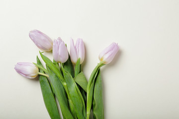  pink tulips on background