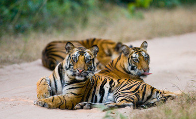 Obraz premium Group of wild tigers on the road. India. Bandhavgarh National Park. Madhya Pradesh. An excellent illustration.