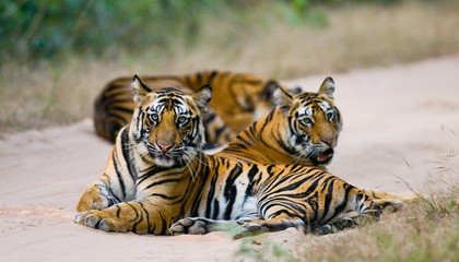 Group of wild tigers on the road. India. Bandhavgarh National Park. Madhya Pradesh. An excellent illustration.