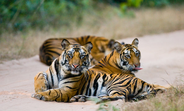 Fototapeta Group of wild tigers on the road. India. Bandhavgarh National Park. Madhya Pradesh. An excellent illustration.