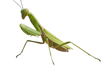 the big Mantis
