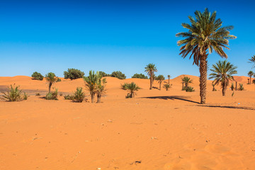 Sand Dunes of Erg Chebbi int he Sahara Desert, Morocco