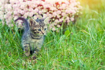 Obraz premium Cute little kitten walking on the grass in the garden