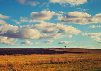 Beautiful field with blue cloudy sky