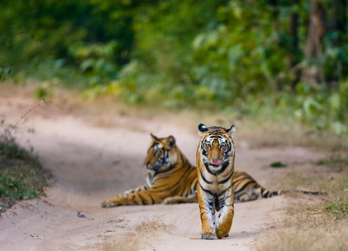 Fototapeta Two wild tiger on the road. India. Bandhavgarh National Park. Madhya Pradesh. An excellent illustration.