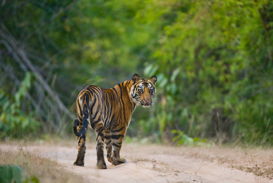 Wild Bengal tiger standing on the road in the jungle. India. Bandhavgarh National Park. Madhya Pradesh. An excellent illustration.
