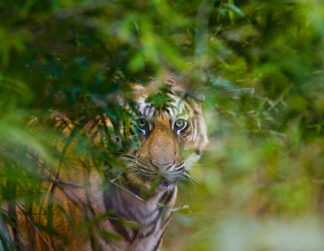 Wild Bengal tiger looks out from the bushes in the jungle. India. Bandhavgarh National Park. Madhya Pradesh. An excellent illustration.