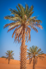 Fototapeta na wymiar Palm tree in Erg Chebbi, at the western edge of the Sahara Deser