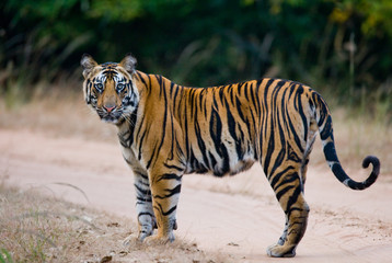 Fototapeta premium Wild Bengal tiger standing on the road in the jungle. India. Bandhavgarh National Park. Madhya Pradesh. An excellent illustration.