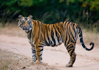 Fototapeta na wymiar Wild Bengal tiger standing on the road in the jungle. India. Bandhavgarh National Park. Madhya Pradesh. An excellent illustration.