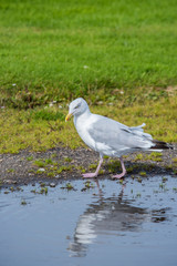 seagull