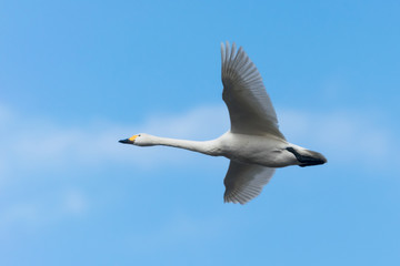 飛ぶ白鳥