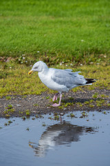 seagull