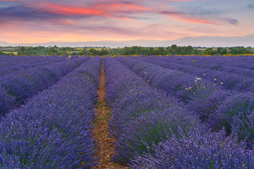 Obraz na płótnie Canvas Beautiful colors of lavender field in Provence, Valensole