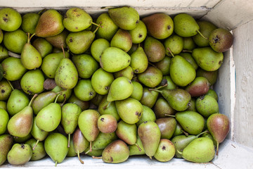 a white wooden crate full of freshly picked, green and healthy pears