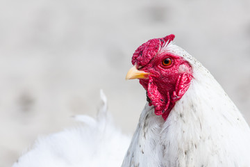 A portrait of a white rooster with a red head and yellow beak on an isolated background. 