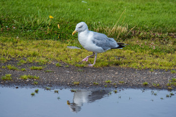 seagull
