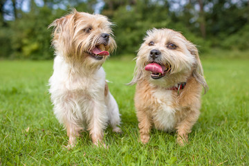 two happy and smiling boomer dogs are sitting next to each other in a field of grass