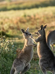 Photo sur Plexiglas Kangourou Two young kangaroos are playing together though it also looks like they are box fighting like two boxers .